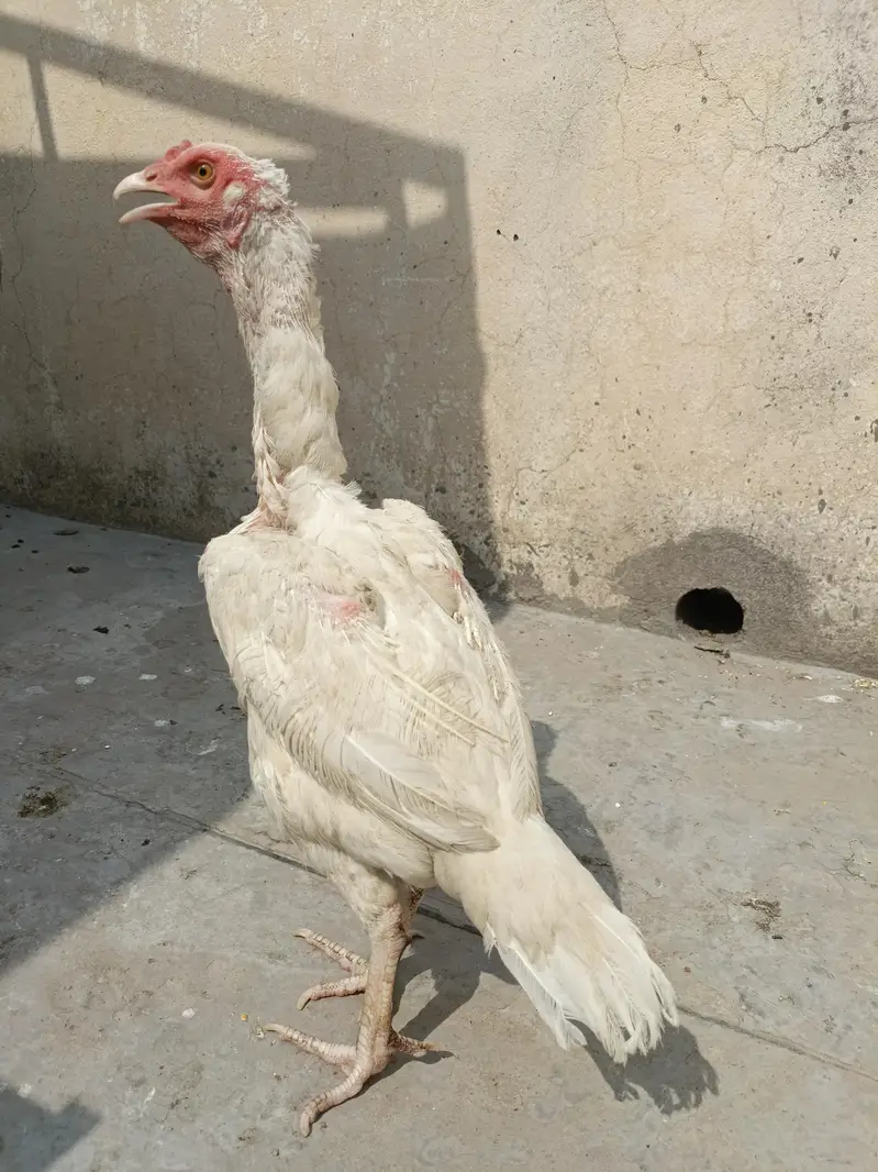 Paper White Aseel For Sale. . . What's app 03219874606 — photo 5