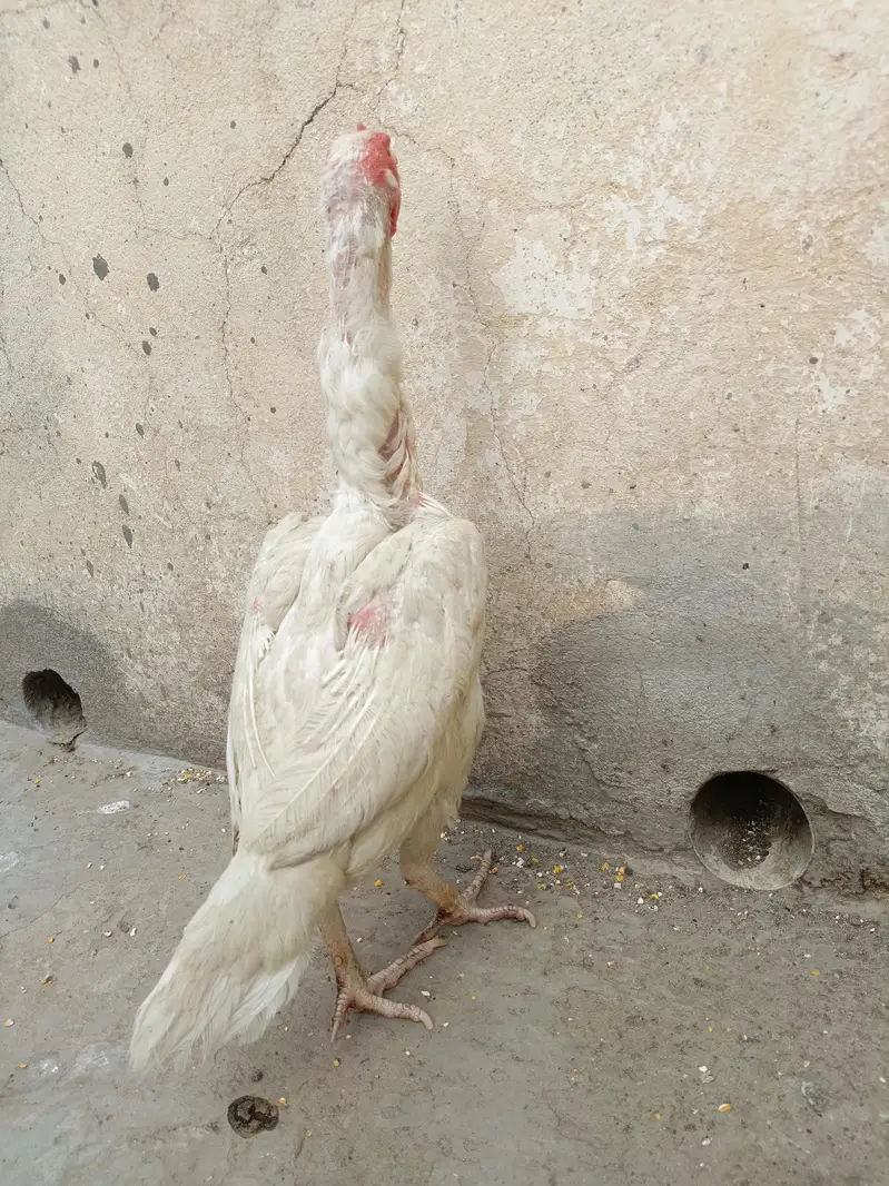 Paper White Aseel For Sale. . . What's app 03219874606 — photo 6