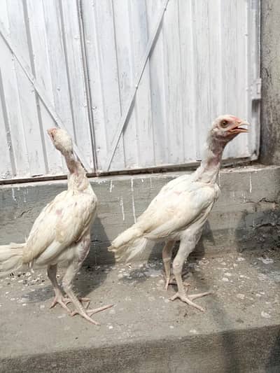 White chicks For Sale. . . what's app 03219874606