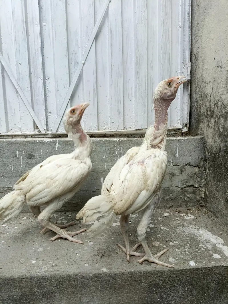White chicks For Sale. . . what's app 03219874606 — photo 2