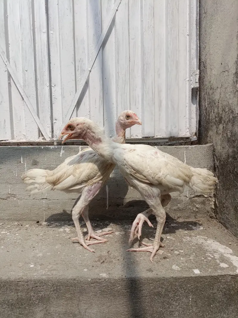 White chicks For Sale. . . what's app 03219874606 — photo 3