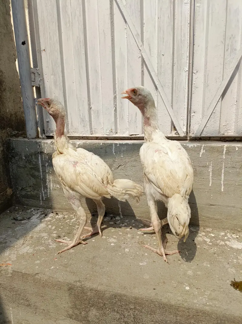 White chicks For Sale. . . what's app 03219874606 — photo 4