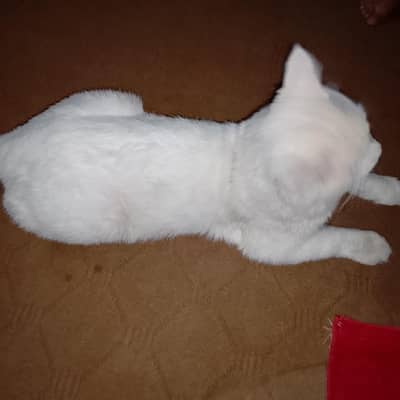Cat for sale
