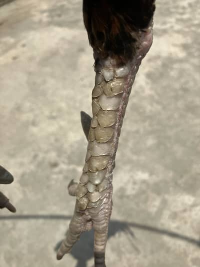 Aseel murgu for sell urgent