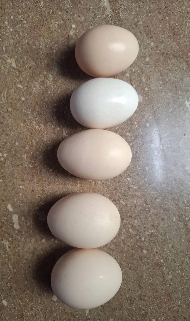 Desi eggs 1