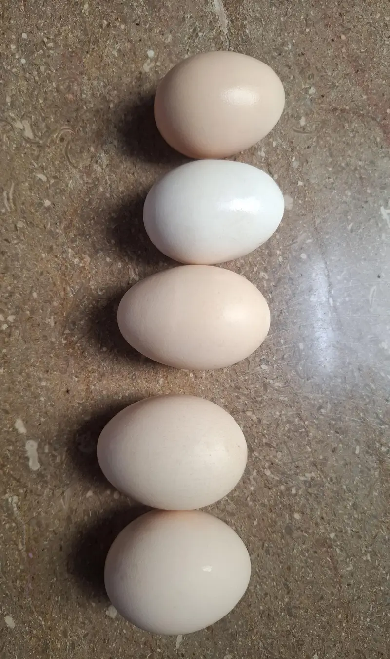 Desi eggs — photo 2