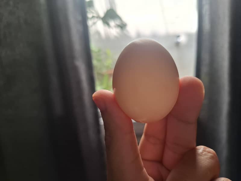 Desi eggs 2