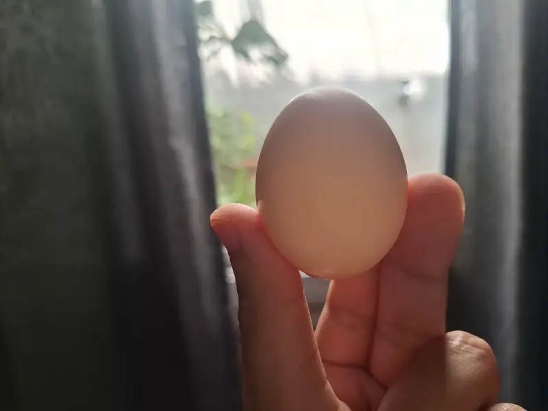 Desi eggs — photo 3