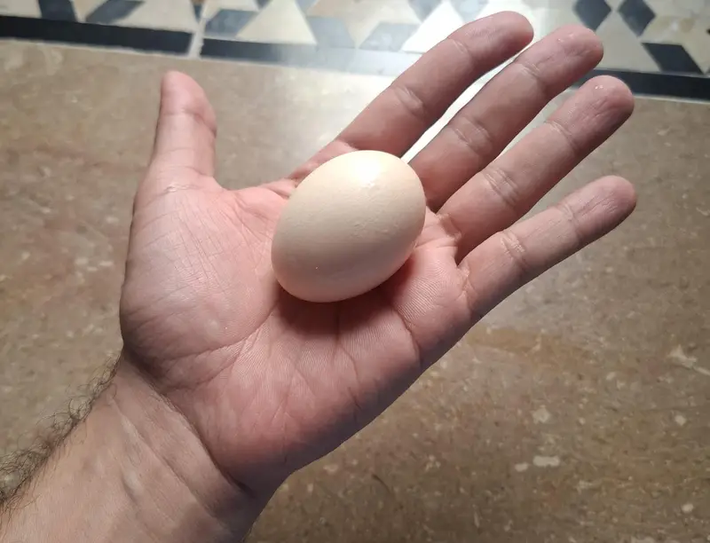 Desi eggs — photo 4