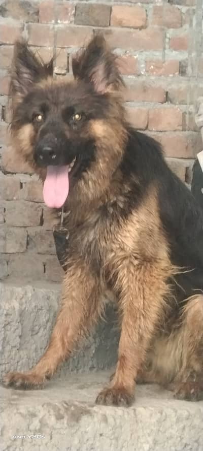 German Shepherd Male For Sale