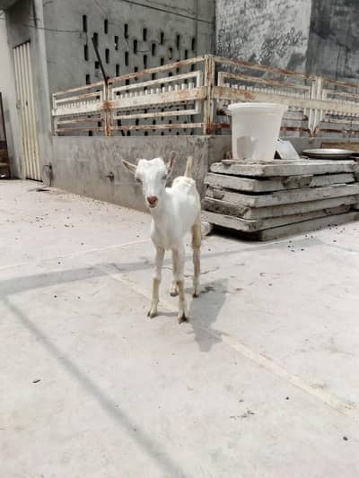 Mix Gulabi Tedda