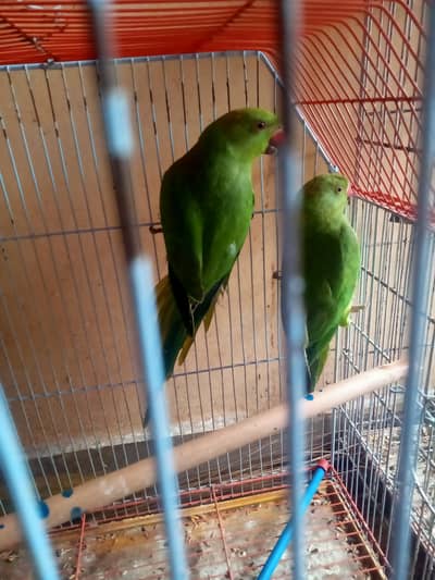 ringneck pathy pair for sale