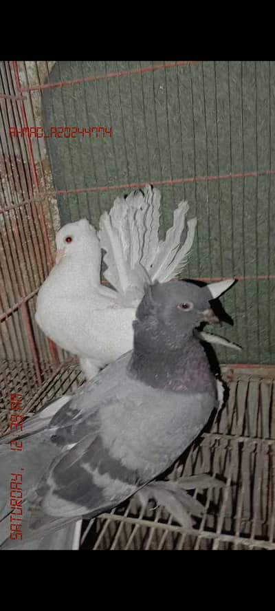english faintail pair
