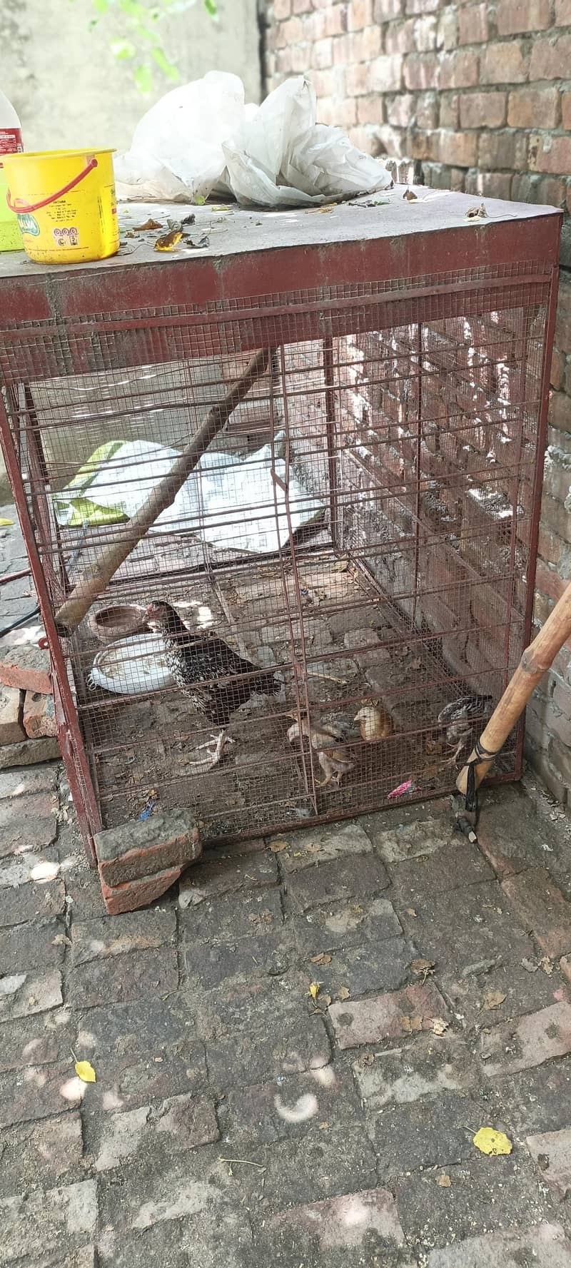 Iran cage 1