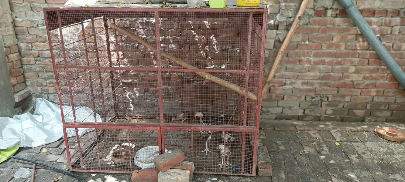 Iran cage 2