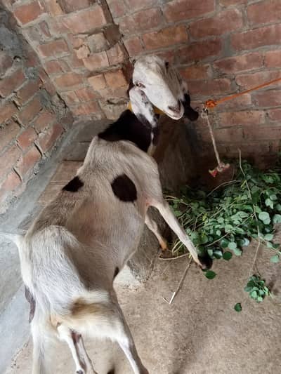 Goat fore sale urgent