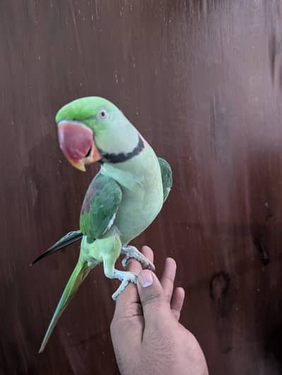 kashmiri pahari proper tame