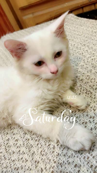 white persion Cat