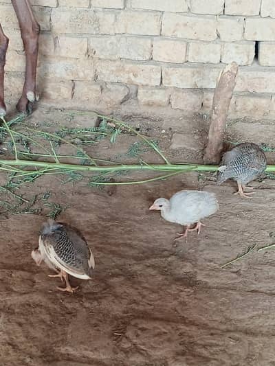 Guinea fowl chakoor chicks for sale