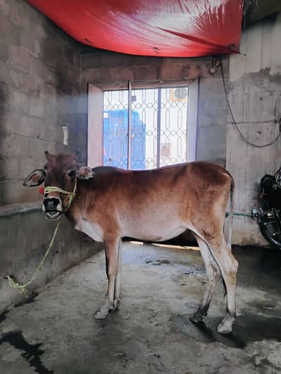 vachri for sale 2 dant pure desi