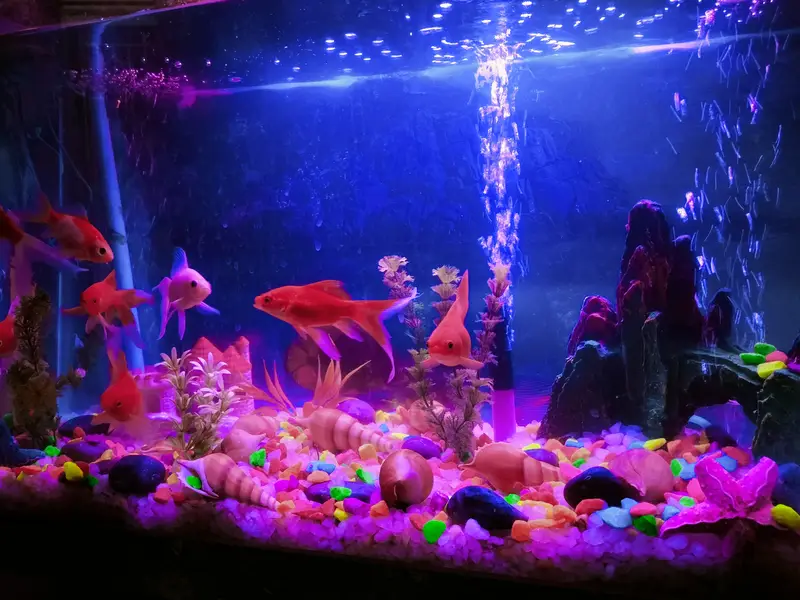 Fish Aquarium — photo 3