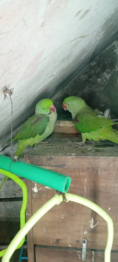 raw parrot for sale