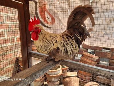 Pure Breed Bantam Rooster for Sale