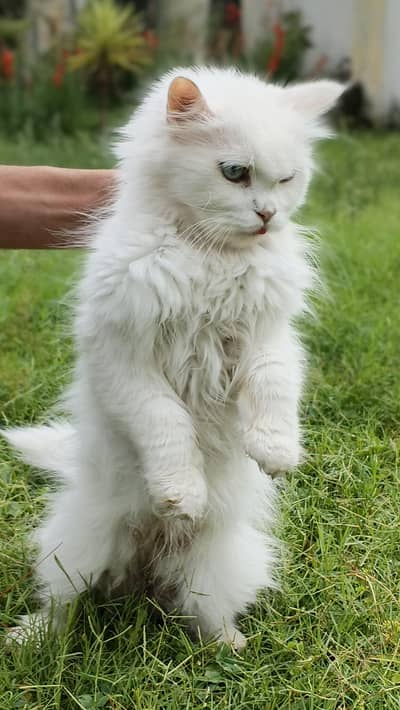 4 percian cats for sale