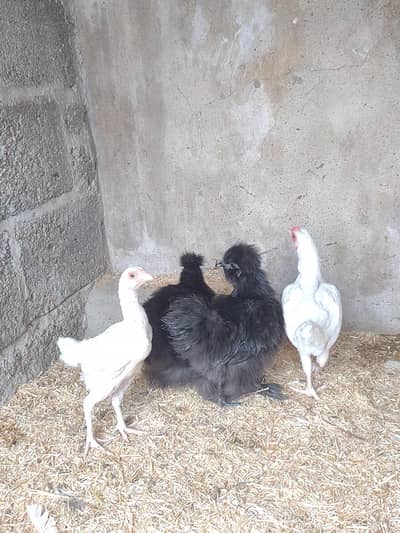 silkie females for sale