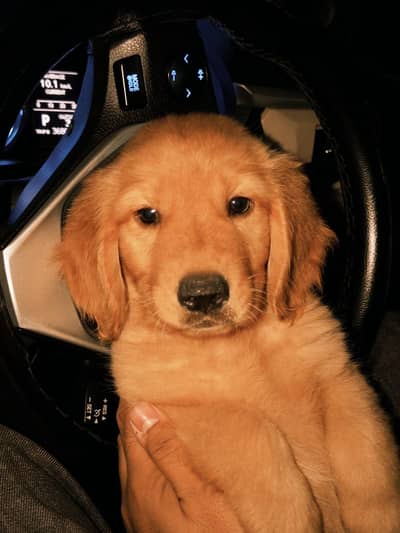 urgent selling