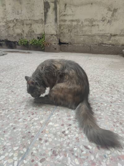 Persian female cat