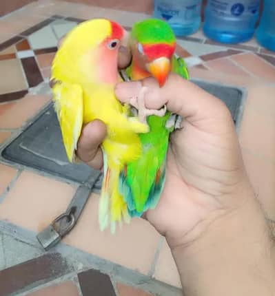 Hand Tamed Love Birds