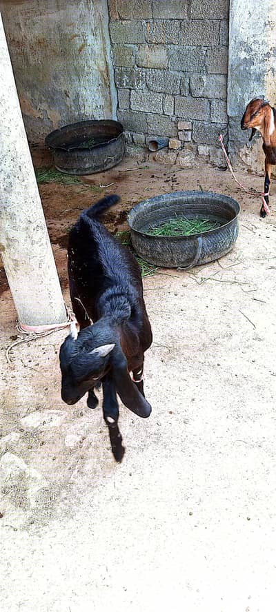 goat for sale
