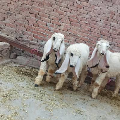 sheep for sale 1 male 2 femal kajli