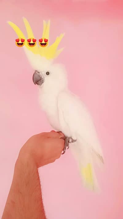 playful cocato/ 03156376925