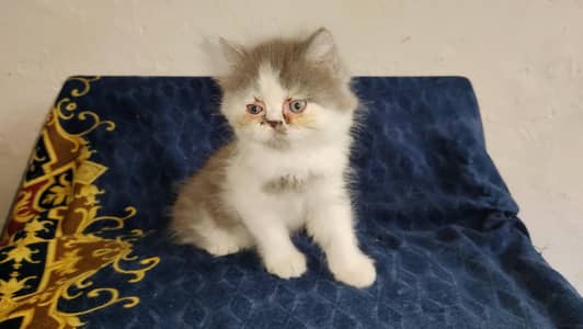 Export Quality Long Hairs Punch Face, Male Kitten Husky Shape.