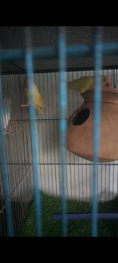 Creamino mutation healthy and active bounded pair ready to breed