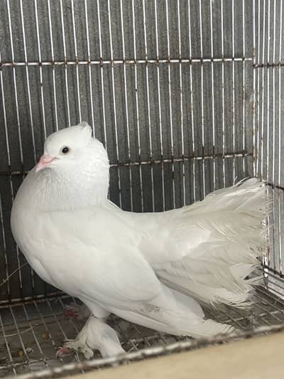 Lacka pigeon male