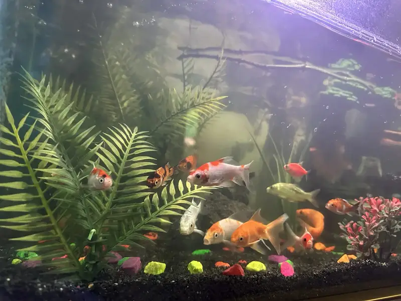 Aquarium | Fish Tank | Aquarium with complete setup |Aquarium for sale — photo 2