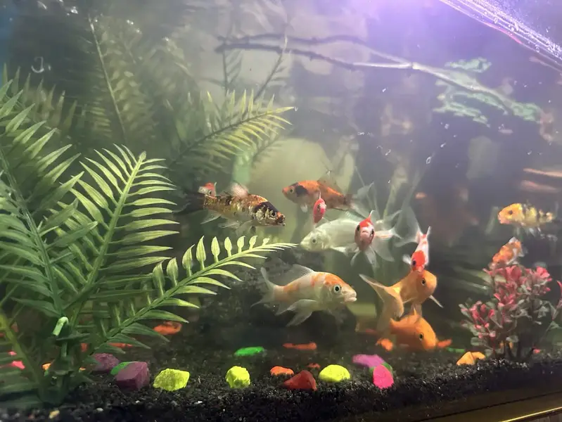 Aquarium | Fish Tank | Aquarium with complete setup |Aquarium for sale — photo 3