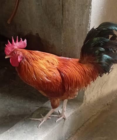 Dasi Murga