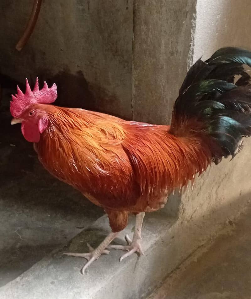 Dasi Murga 0