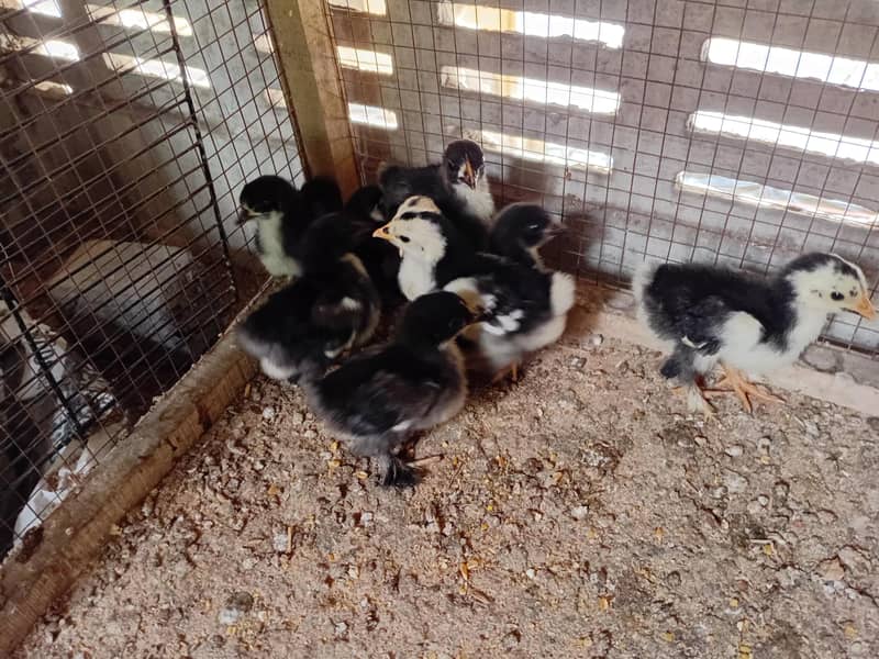 Bantam chiks 1