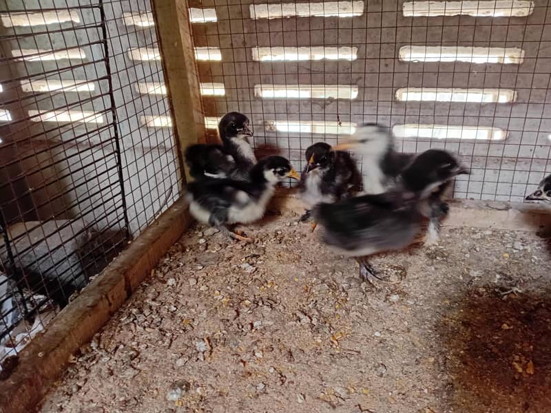 Bantam chiks 3