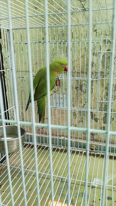 greeN parrots
