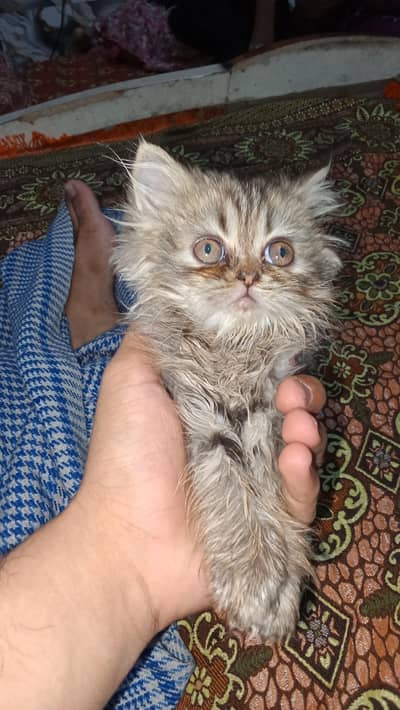 Persian cat double coat
