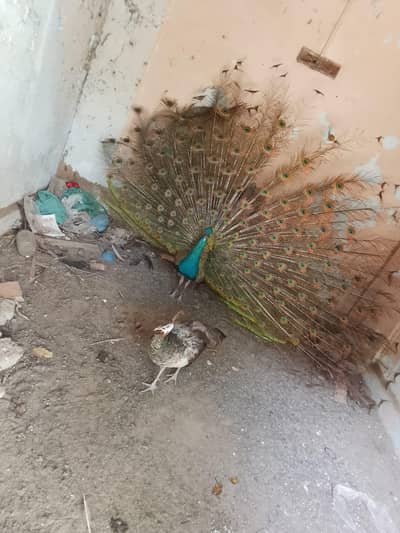 peacock 1  breeder pair blue shoulder for sell