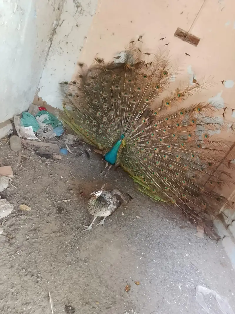 peacock 1  breeder pair blue shoulder for sell