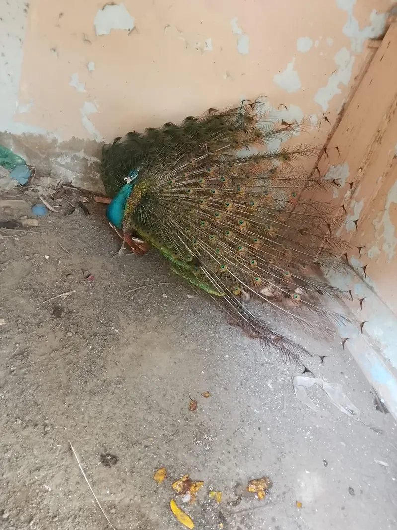 peacock 1  breeder pair blue shoulder for sell — photo 2