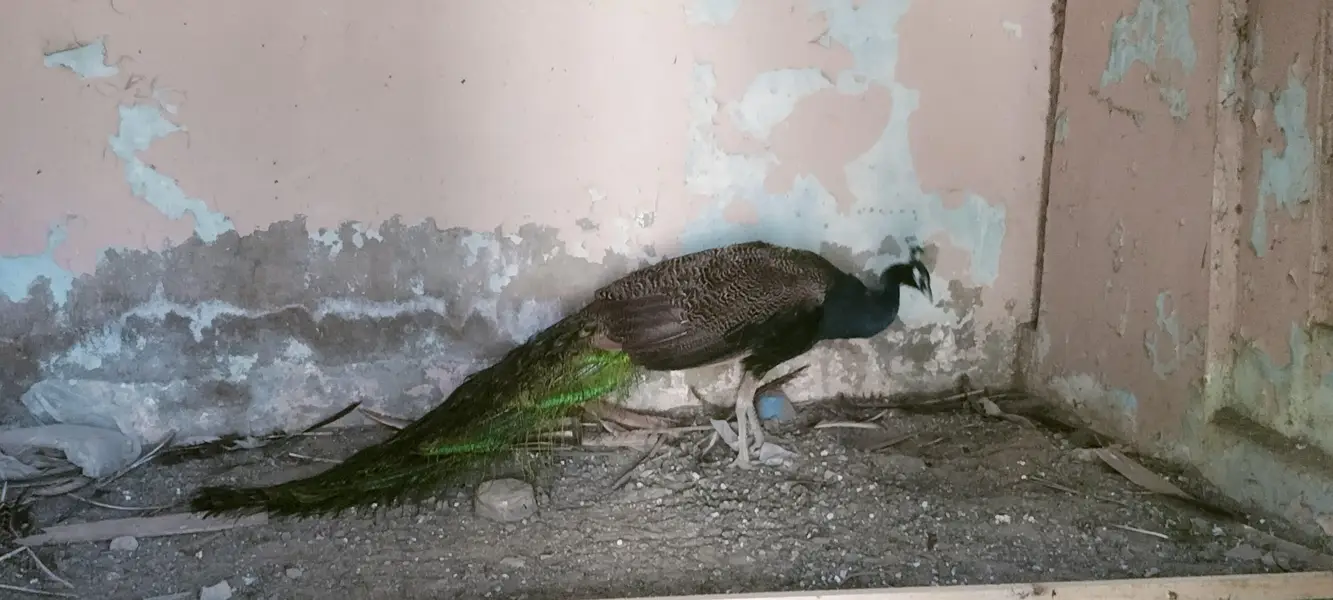 peacock 1  breeder pair blue shoulder for sell — photo 4